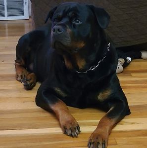 Meet your Posher, Bill